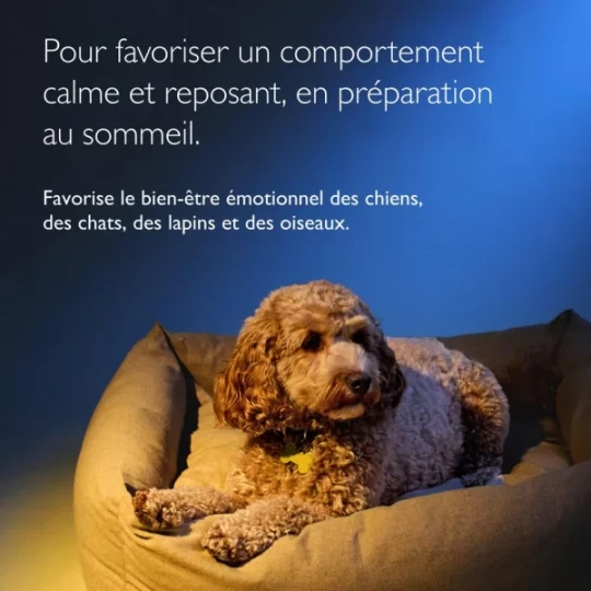 Rescue Bach Pets Compte-Gouttes Nuit 20 ml - image 2