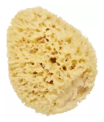 Cartel Paris Éponge de Mer Naturelle